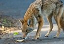 Making Your Property Uninviting Key To Keeping Coyotes Away